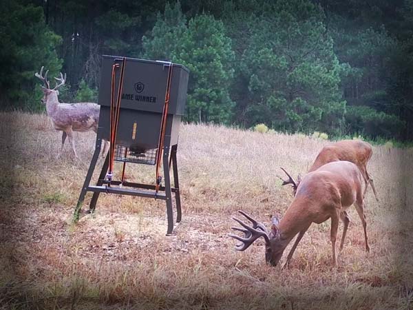 Whitetail deer bucks eating at an automatic property game feeder