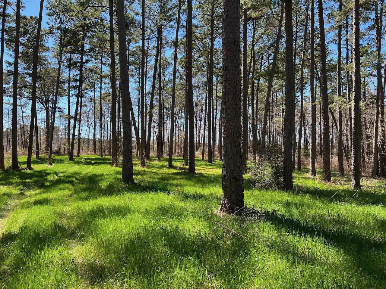 Forestry thinning and controlled burning property preparation in Hancock County GA