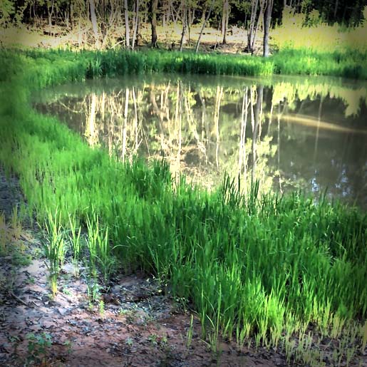 Pond management and fish stocking preparation in Sparta Georgia