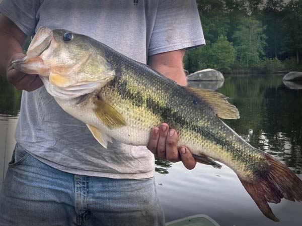 Pond Management