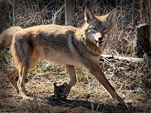 Coyote caught using targeted predator and feral hog control practices