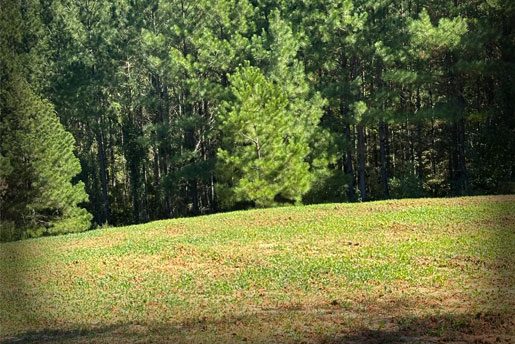 Freshly cleared summer food plot surrounded by managed Georgia pine timber
