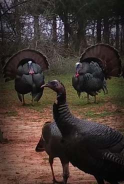 Eastern wild turkey gobblers strutting on a cleared property