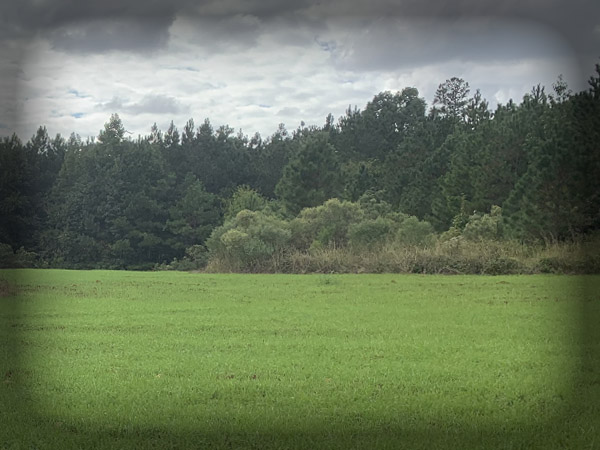 food Plot