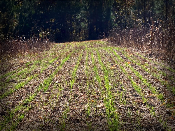 No-till Drilling