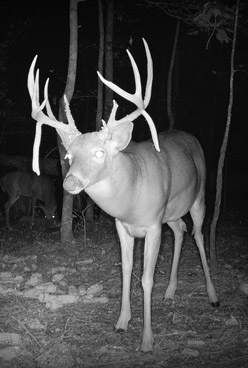 dTrophy whitetail buck with a double drop tine frame on trail camera in Sparta GAtine 15 pointer night pic