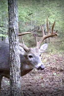 Trophy whitetail 150' 12 point buck moving through managed timber hunting land in Hancock County