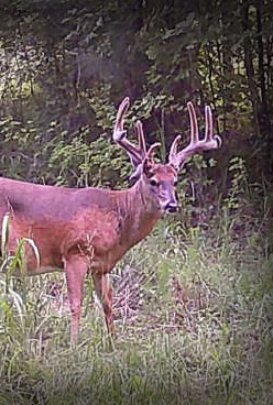 Trophy whitetail buck with a rare curly drop tine in velvet on managed hunting property in Georgia