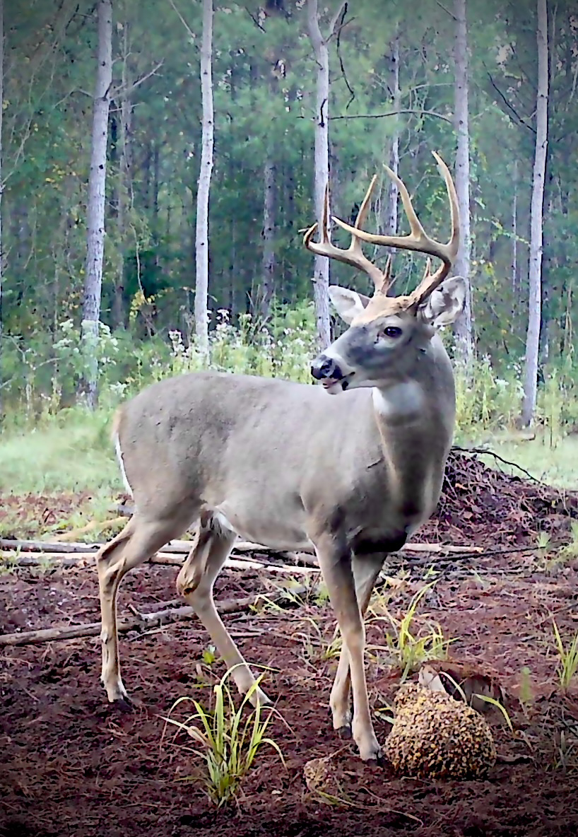 Premium whitetail deer buck on hunting property managed by Davis Farms